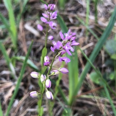 Polygala crenata