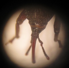 Sitophilus rugicollis