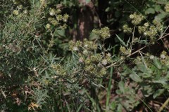 Berkheya bipinnatifida bipinnatifida