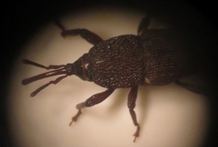 Sitophilus rugicollis