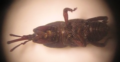 Sitophilus rugicollis