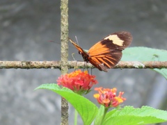 Heliconius erato lativitta