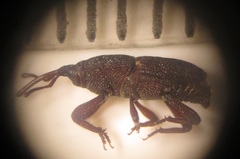 Sitophilus rugicollis