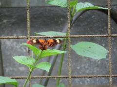 Heliconius erato lativitta