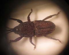 Sitophilus rugicollis