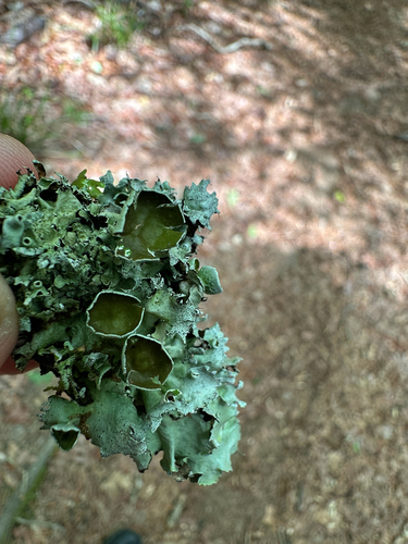 Parmotrema cetratum observed 2026-04-30