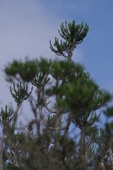 Euphorbia triangularis