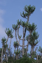Euphorbia triangularis