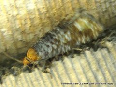 Retinia pallipennis