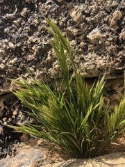 Festuca octoflora