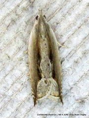 Ancylis goodelliana