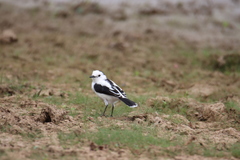 Fluvicola pica