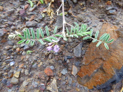 Astragalus micranthellus