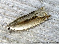 Ancylis goodelliana