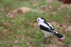 Fluvicola pica