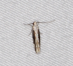 Coleotechnites florae