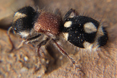 Ronisia barbarula