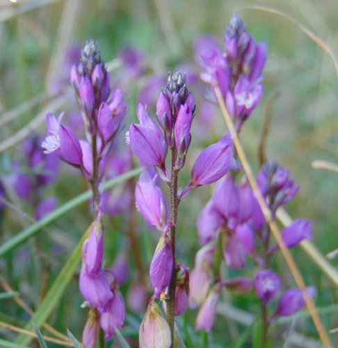 Velecvjetni krestušac (Polygala nicaeensis)