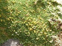 Azorella diapensioides