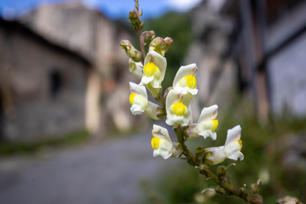 Sicilian Snapdragon