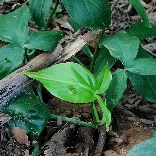 Philodendron camposportoanum, photograph 1