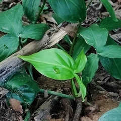 (c) Thomaz Ricardo Favreto Sinani, some rights reserved (CC BY) Philodendron camposportoanum, photograph (c) Thomaz Ricardo Favreto Sinani, some rights reserved (CC BY)