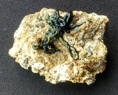 Emplectonema gracile