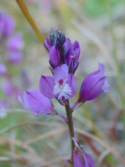 Polygala nicaeensis