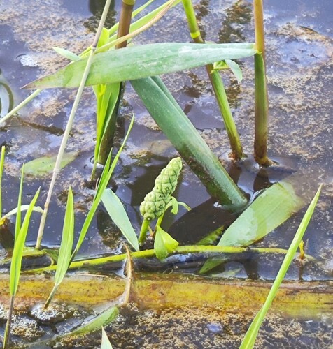 Sphenoclea zeylanica, photograph 2