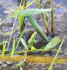 Sphenoclea zeylanica, photograph (c) Silvia Ten, some rights reserved (CC BY)