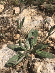 Eriogonum gracillimum
