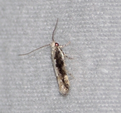 Coleotechnites florae