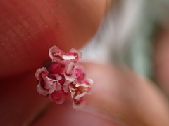 Eriogonum gracillimum