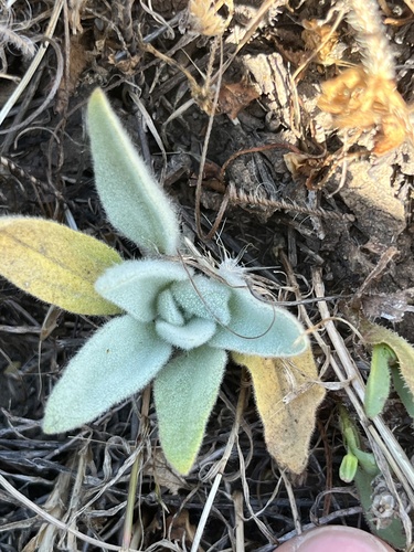 iNaturalist observation photo of turkey mullein