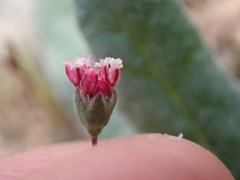Eriogonum gracillimum