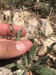 Eriogonum gracillimum