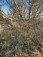 Forestiera pubescens pubescens