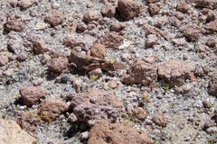 Trimerotropis ochraceipennis