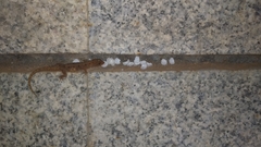 Cnemaspis mysoriensis