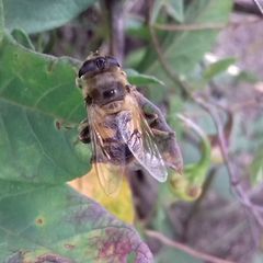 Eristalis tenax