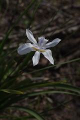 Dietes