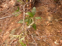 Tillandsia paucifolia