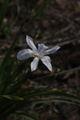 Dietes