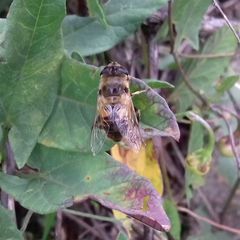 Eristalis tenax