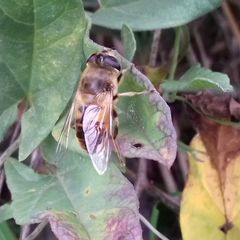 Eristalis tenax