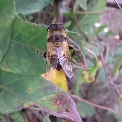 Eristalis tenax