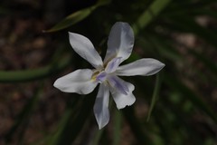 Dietes