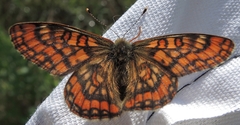 Euphydryas intermedia