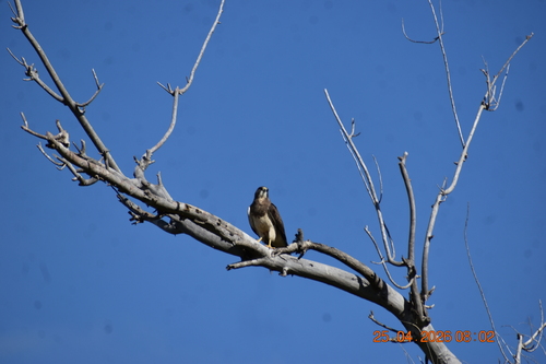 Swainson's Hawk