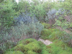 Salix repens argentea